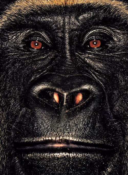 Item #109162157552346088047496633038404394118504199992061596446112929751365222137857 Media