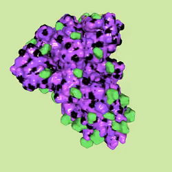SARS-CoV-2 spike glycoprotein Yolanda