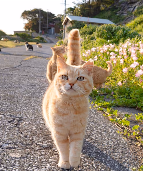 Item #506614017608188570824604822011872825915664813029036437365082881423317139457 Media