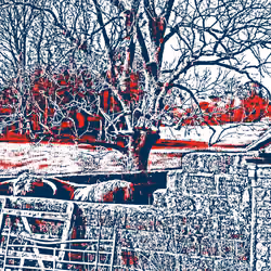 Hiding Cow #19