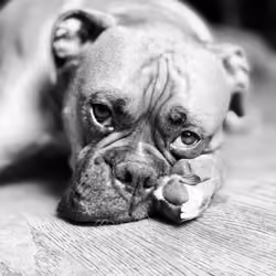 Boxer Mood 1