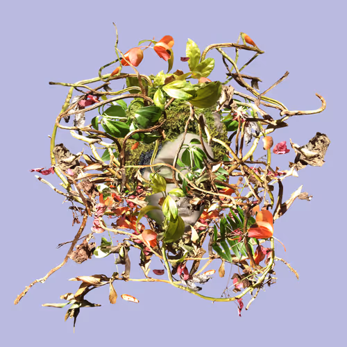 Kate Macdonald Verdure And Decay