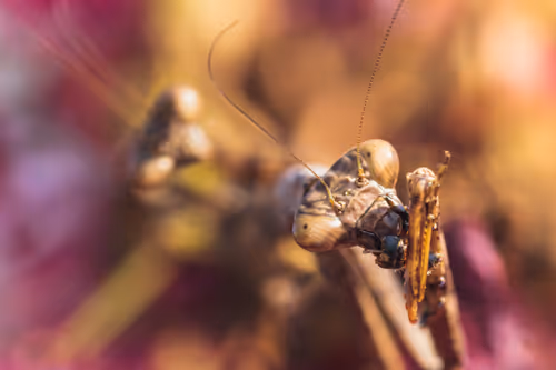 Item #105090597216655980557633683149084672751347825439893935605656298056204236619777 Media