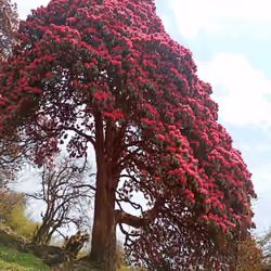 Himalayan Rhododendron #1