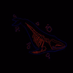 #06 Whale (Common)