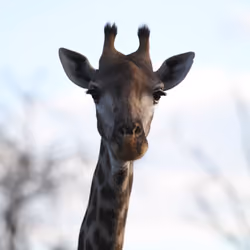 Curious Giraffe