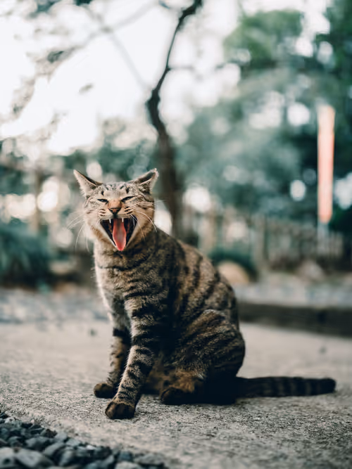 Item #26046832965360609860866363822675472440901155191145999038932145085649310973953 Media