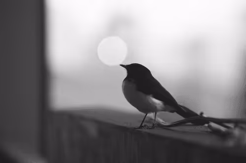 Got my world on my beak
