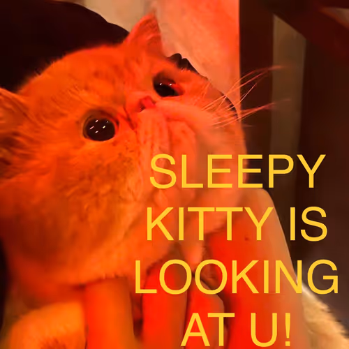 Sleepy Kitty Social Club