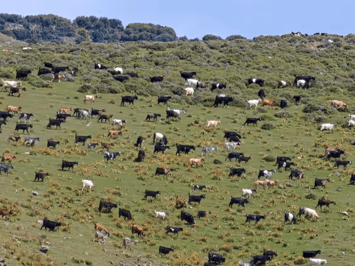 hairofmedusa Collection