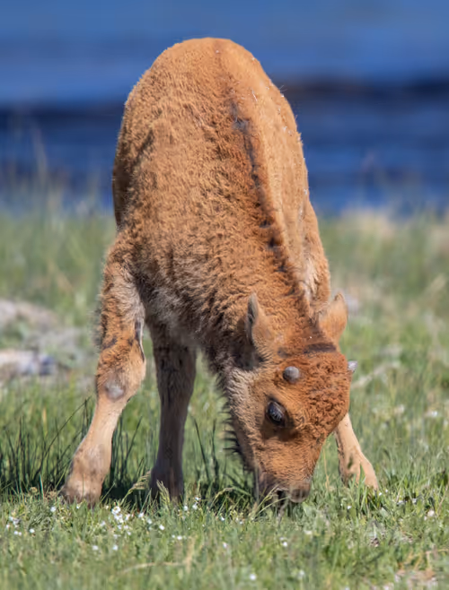 Item #19207338348144225692080396183640865546201068415206893468727031816781001916417 Media