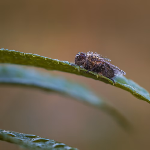 Wet Fly in the morning