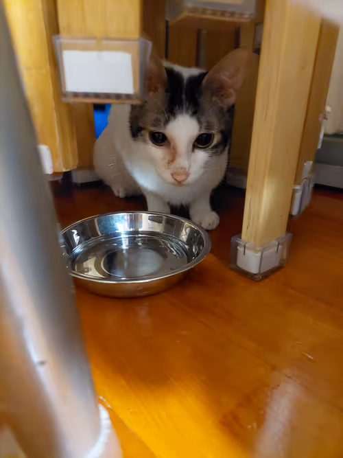 Item #99936926881834722245494880846447902772970396691943269501904837360485023088641 Media