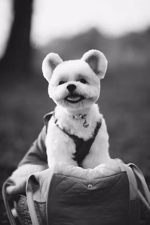 Item #21607923784025543658024067331009769919395041958272689574271021070483854458881 Media