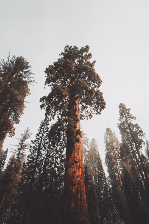 Item #21435634682600344135005238174121959533837451987004048477005603959234696839169 Media