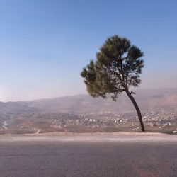 lonely_tree