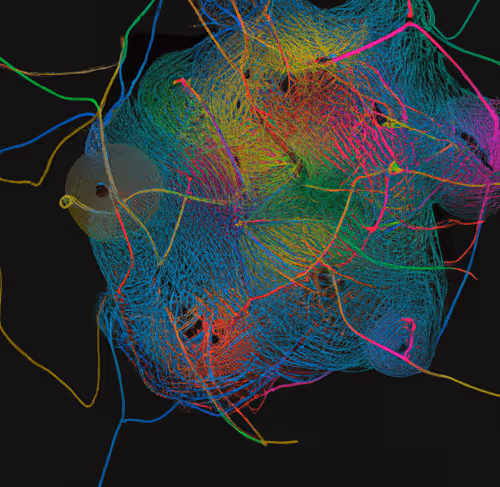 Neural By Machine