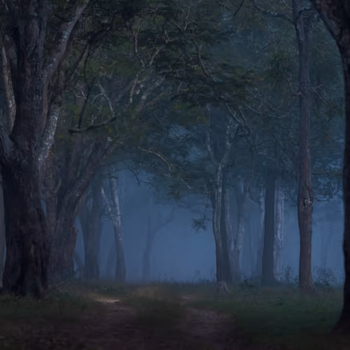 Misty jungle