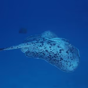 Item #56067094322151766141219103840176317729329324495198266880595846281550853308417 Media