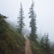 Wilderness of Washington by Nathanael Billings