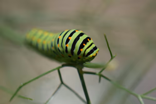 Item #90242850713282573943473333333408540290237184150123135597774242557276735930369 Media