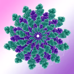 Candalas - Durple