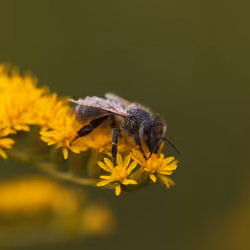 Bee on yellow flower close-up