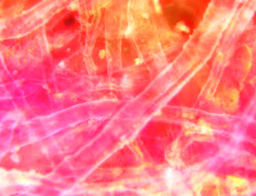 Item #71646257518770613568983710813551014237803002136866425209291834370441214951425 Media