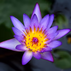 #9 Meditation of the Heart