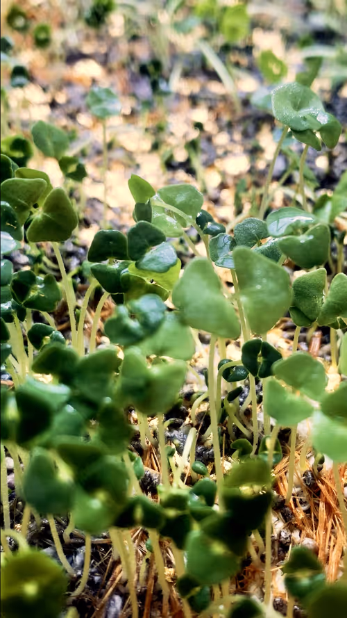 Item #112023108605601249318065536302410732767173682366592262667857165191876010049538 Media