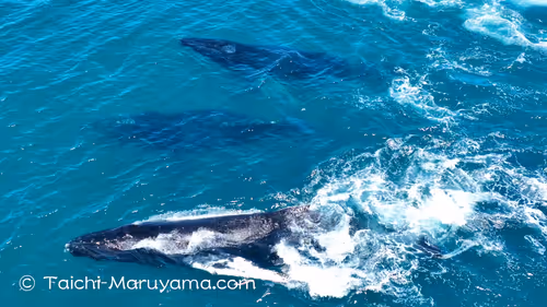 Item #61113597711829508019705348607354266595254896620371709928421355941809426006017 Media