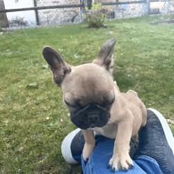 Charliebulldog#0012