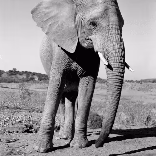 Justin Aversano - Accelerate Art