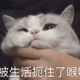 qqq88