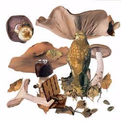 swiss alpine mushroom collection collage #8 "lepista nuda"