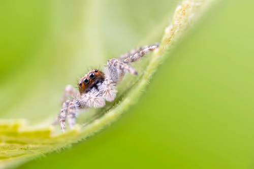 Item #11893448461842202167923125391346137616384292588036434545660885337443959570433 Media