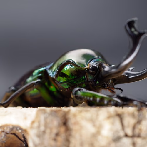 rainbow stag beetle(side)