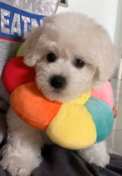 Item #92188154447738359772413004813718772154736865796929570439624112338751570575361 Media