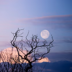 Sunrise Moon