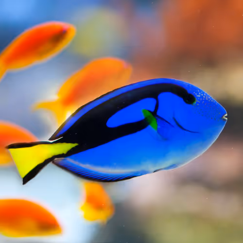 Item #54806764873659975552099557979181221335490366574599988096059788578678273736705 Media