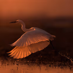 The Sunset Take-off - Little Egret