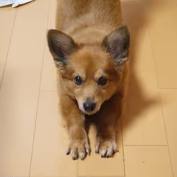 cute dog 