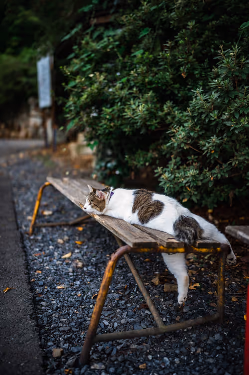 Item #26046832965360609860866363822675472440901155191145999038932145084549799346177 Media