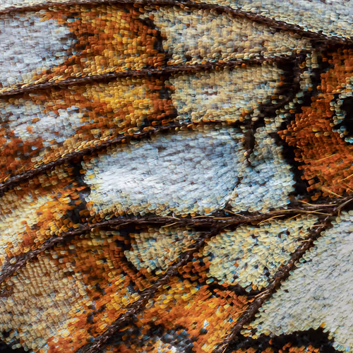 Details 