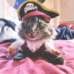 Captain Jericho