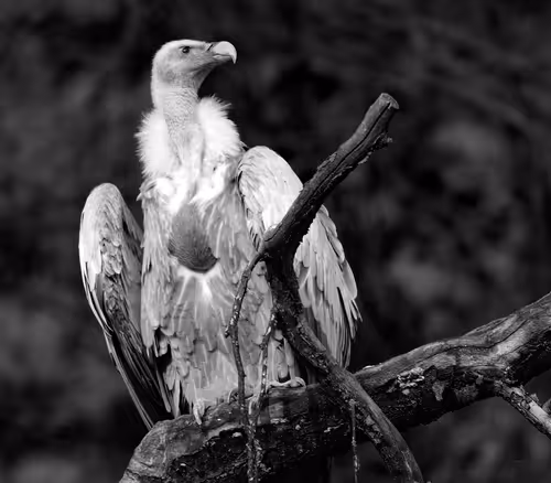 Item #85955388142285062869828990216405336068460184295828337420708341238745480036353 Media