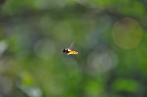 Item #92971587401879212914465603849674525645265351012255145539777938571819837554689 Media