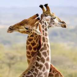 love birds