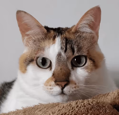 Untitled Collection #197830622