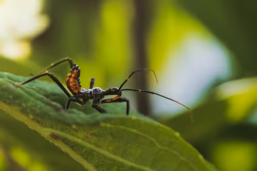 Item #105090597216655980557633683149084672751347825439893935605656298001228655230977 Media